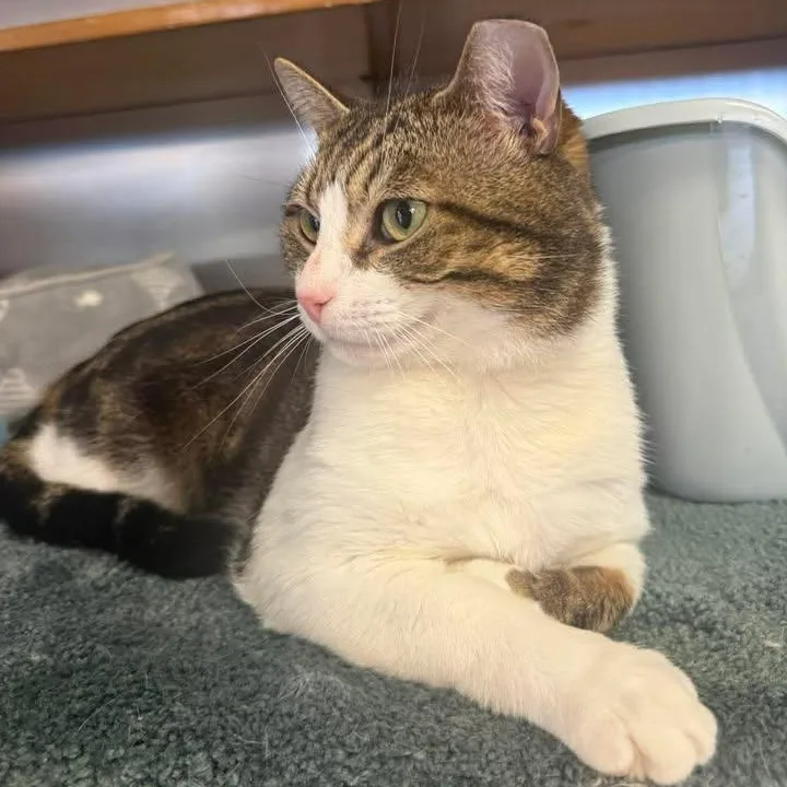 An adult medium-sized male Tabby (Buff / Tan / Fawn) Domestic Short Hair cat named Murphy for adoption in Wilmington, NC