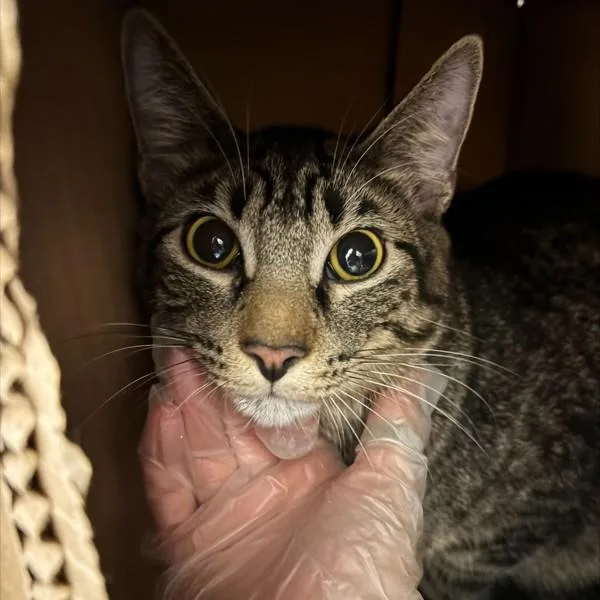 An adult small-sized male Domestic Short Hair cat named Bean for adoption in Des Moines, IA