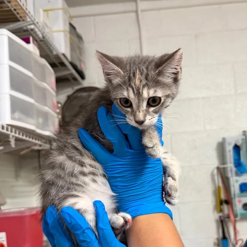 A baby small-sized female Gray / Blue / Silver Domestic Short Hair cat named Joni for adoption in Edinburg, TX