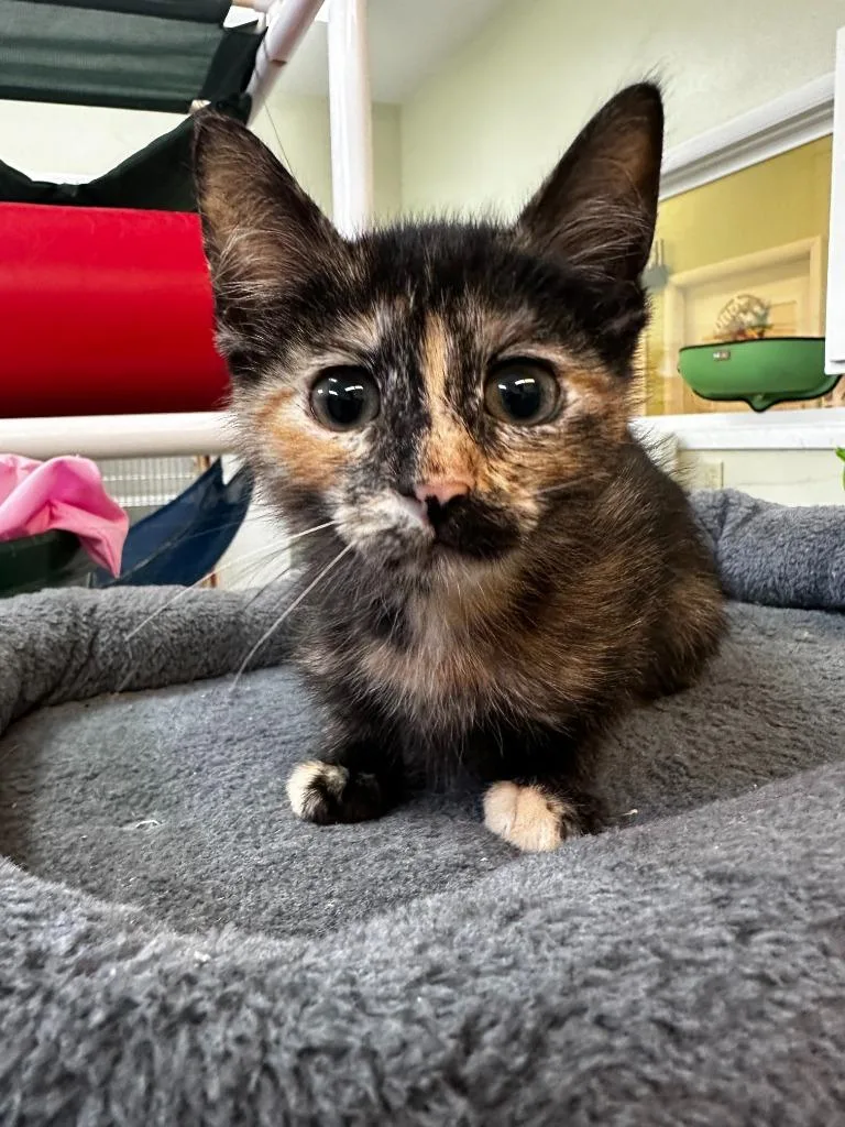 Wanda