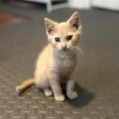 A baby small-sized female Buff / Tan / Fawn Domestic Short Hair cat named Daisy for adoption in York, PA