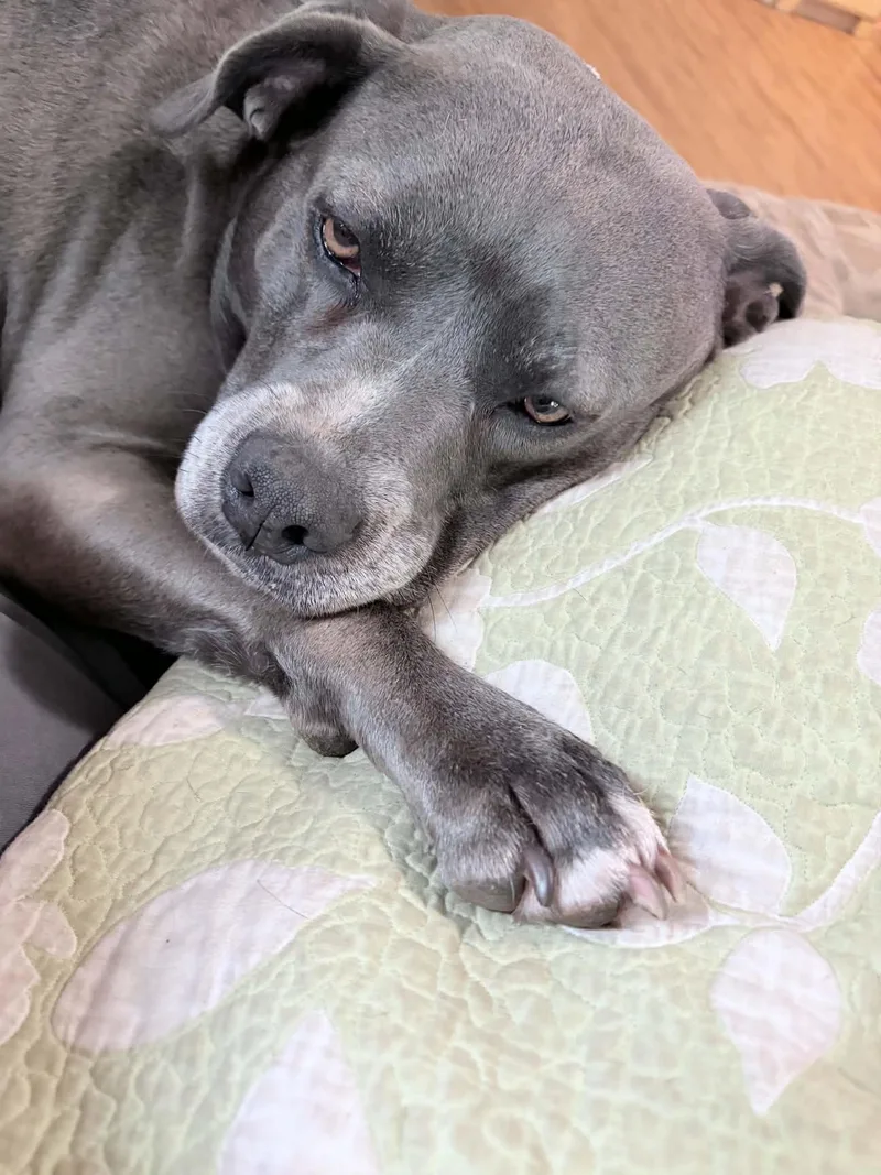 An adult medium-sized female Gray / Blue / Silver American Bulldog dog named Winnie Mae for adoption in Foley, AL