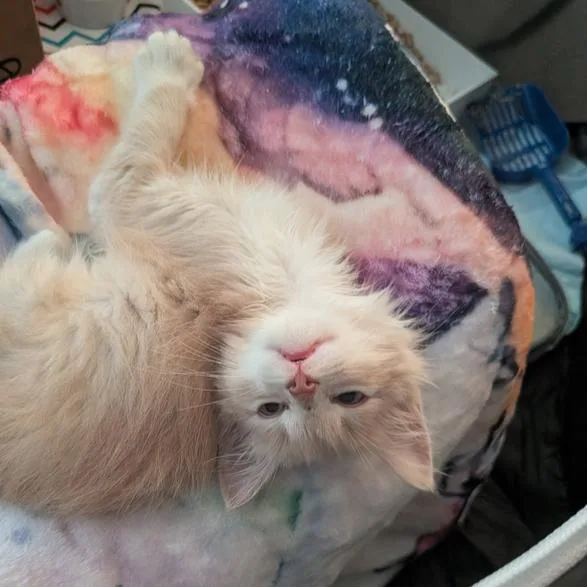 A baby small-sized male Buff / Tan / Fawn Domestic Short Hair cat named Madrone for adoption in Oakland, CA