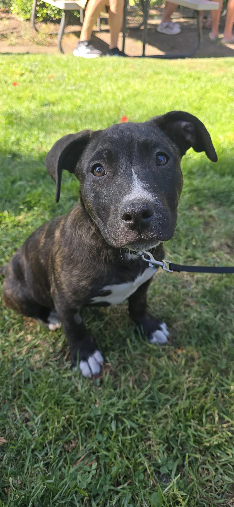 A young medium-sized male Pit Bull Terrier dog named Nova for adoption in Sunnyvale, CA