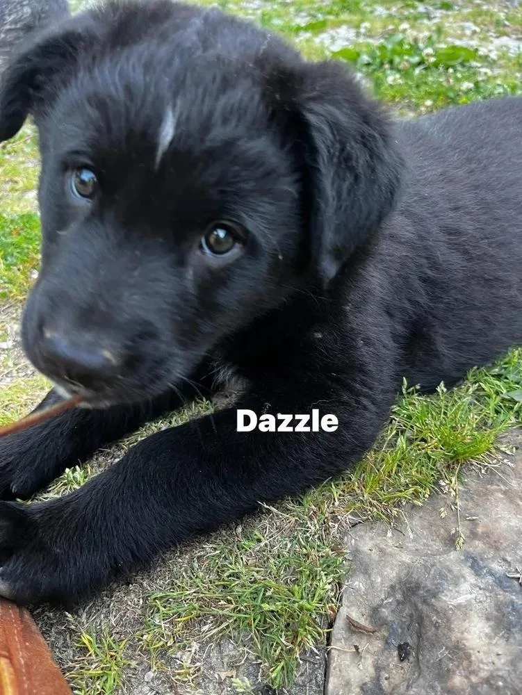 A baby medium-sized male Tricolor (Brown, Black, & White) Border Collie dog named Shine Brights :  for adoption in Aurora, IN