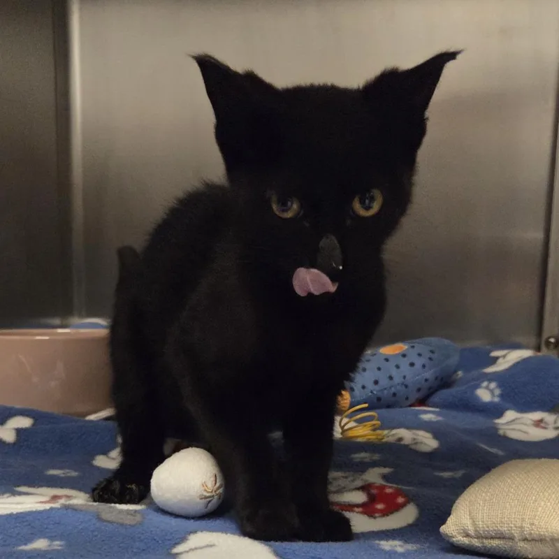 A baby small-sized male Black Domestic Short Hair cat named Shrimp for adoption in Hinsdale, IL