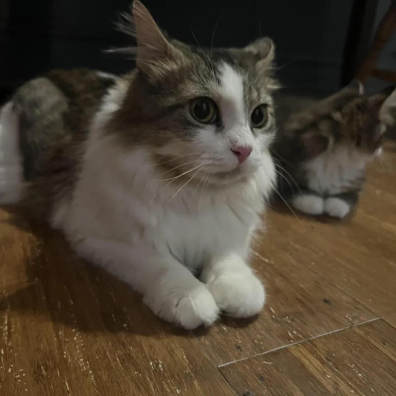 A young medium-sized female Domestic Short Hair cat named Mina for adoption in Kenhorst, PA