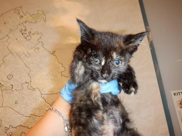 A baby small-sized female Domestic Short Hair cat named Pepper for adoption in San Jose, CA