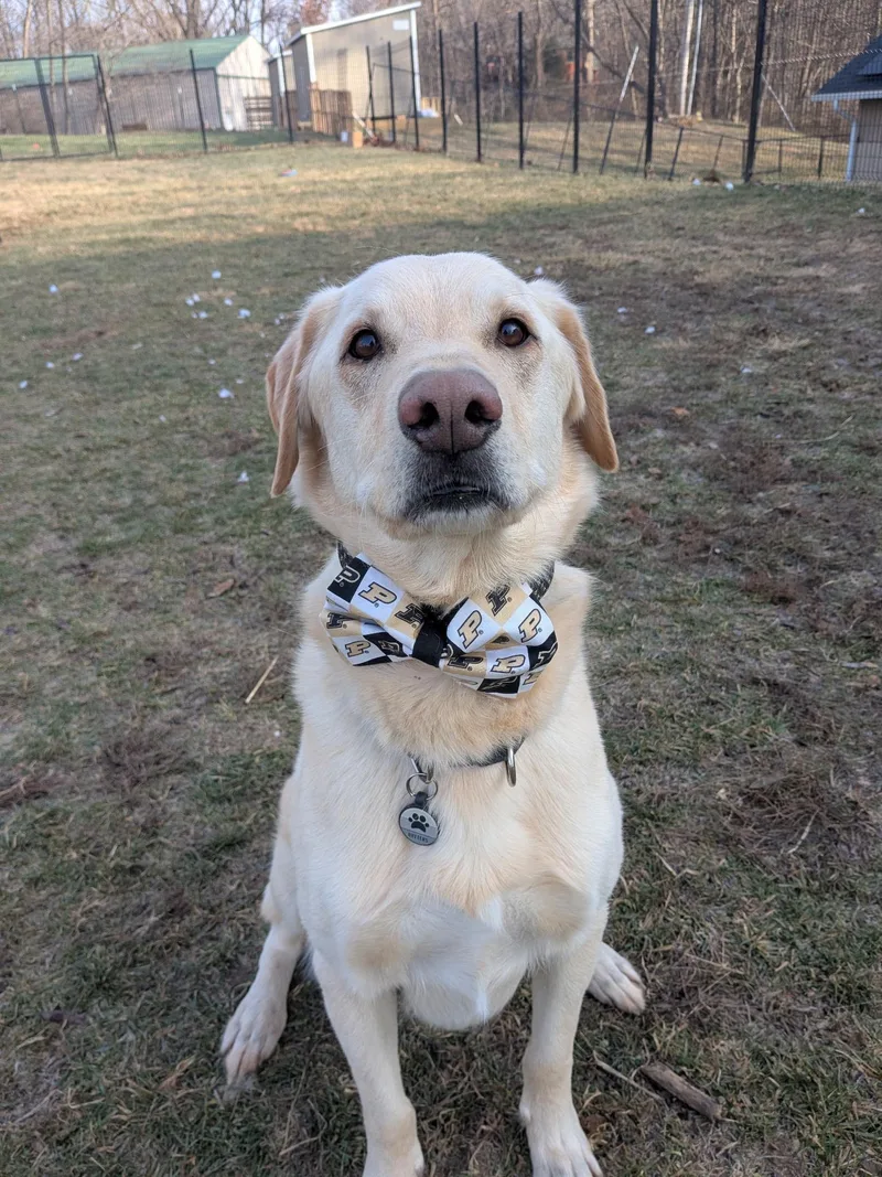 Butters