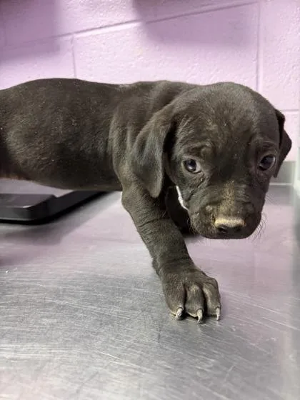 A baby small-sized male Black Pit Bull Terrier dog named 61044131 for adoption in El Paso, TX