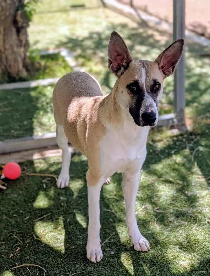 An adult large-sized female Husky dog named 25-328 for adoption in Ridgecrest, CA