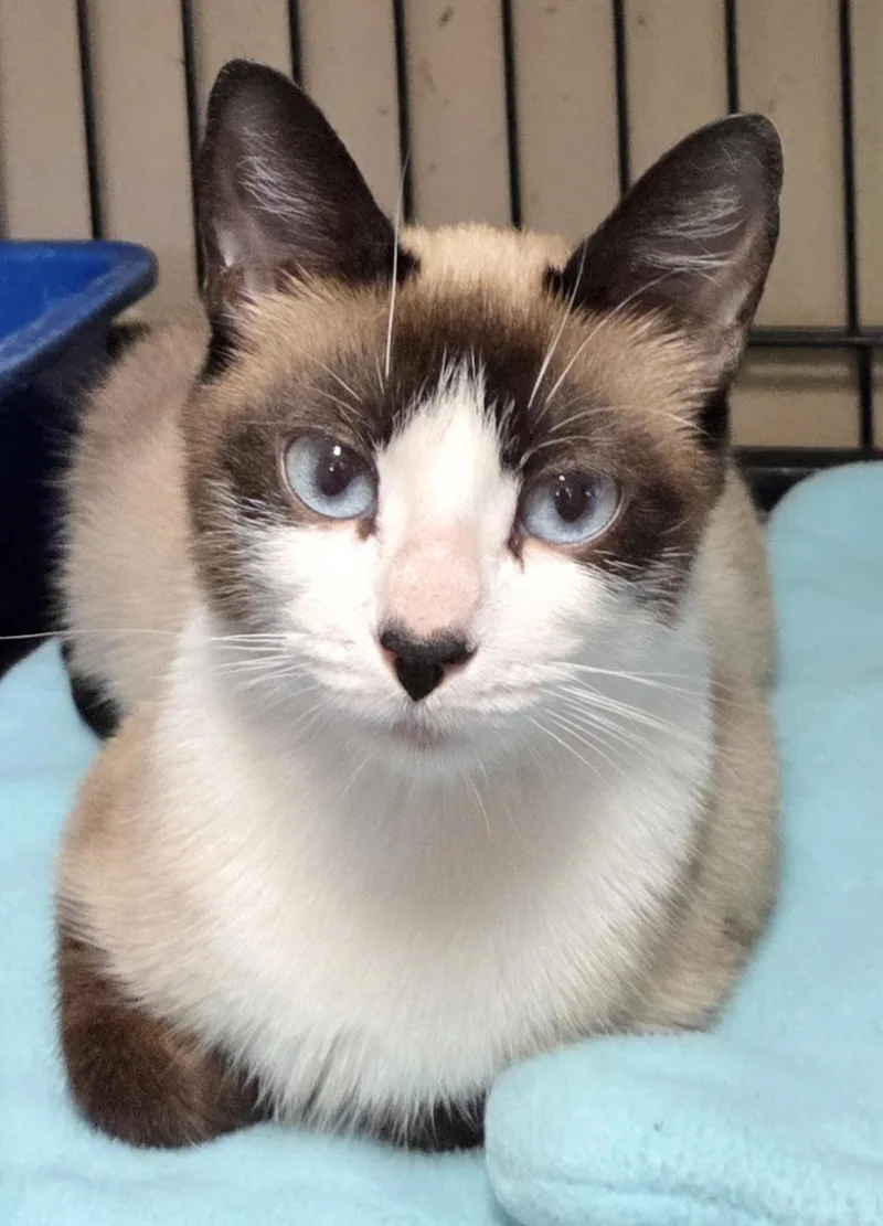 A young small-sized female Buff / Tan / Fawn Snowshoe cat named Rani for adoption in Mansfield Center, CT