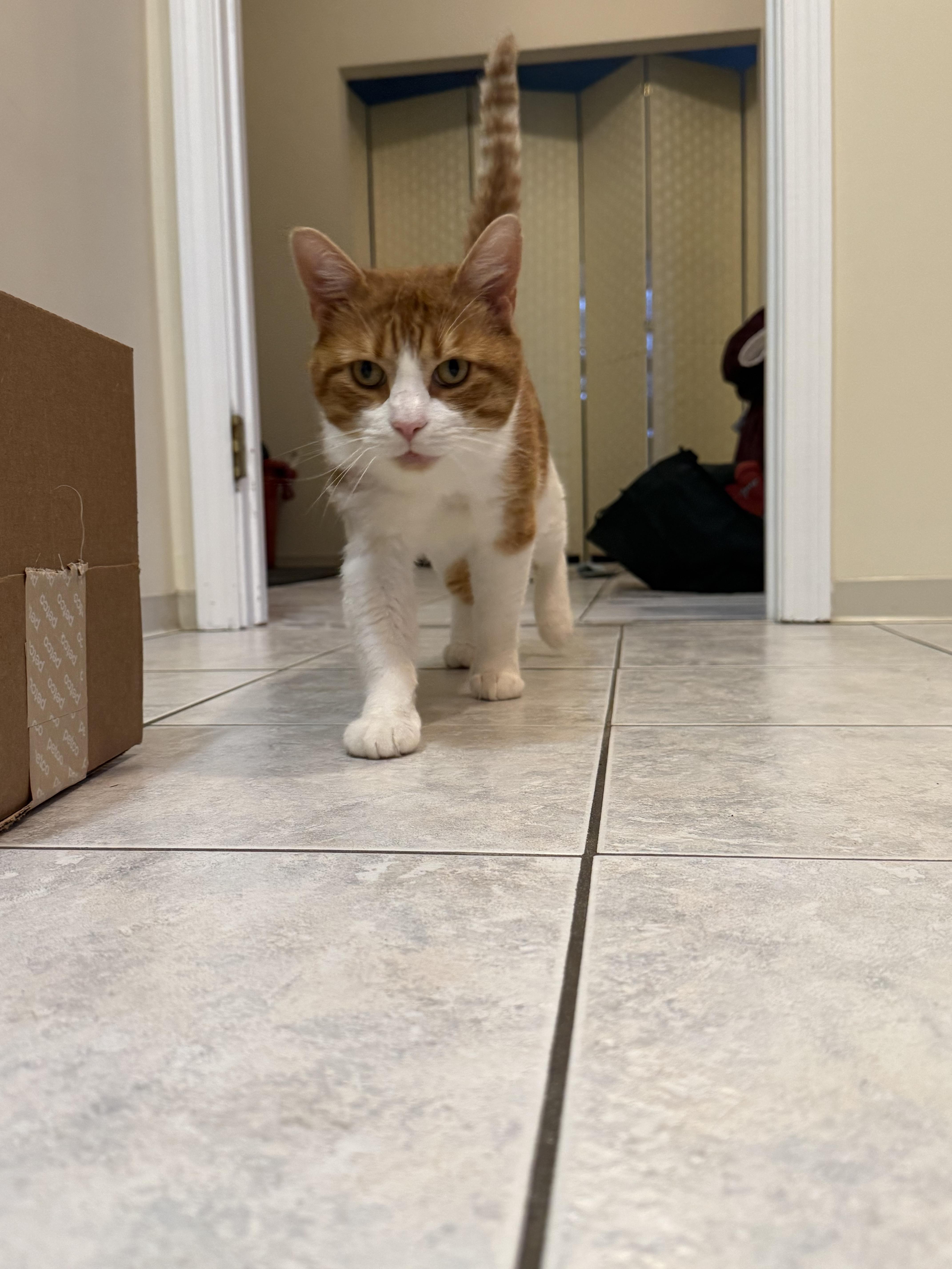 An adult large-sized male Domestic Short Hair cat named Lucky for adoption in Melrose, MA