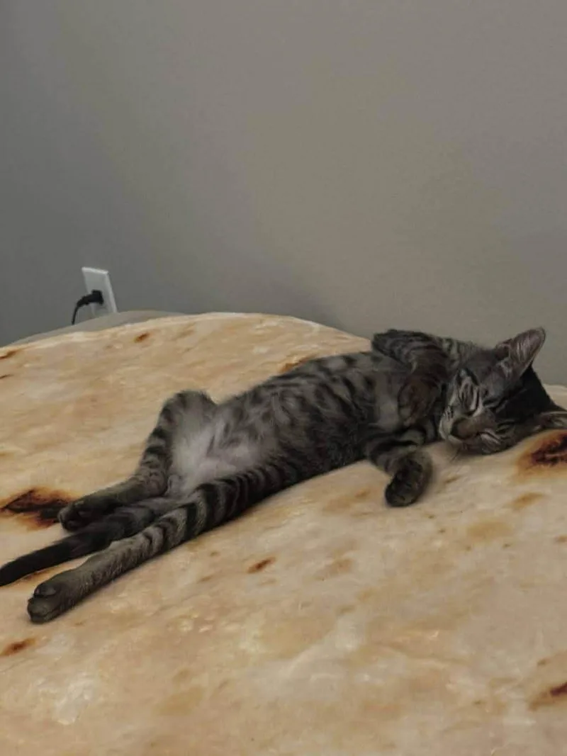 A baby large-sized male Tabby (Gray / Blue / Silver) Domestic Short Hair cat named Luke for adoption in Allen, TX
