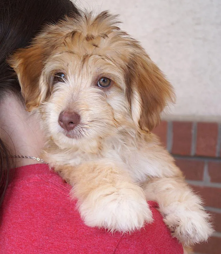 A young small-sized male Apricot / Beige Maltese dog named Benji for adoption in Carrollton, TX