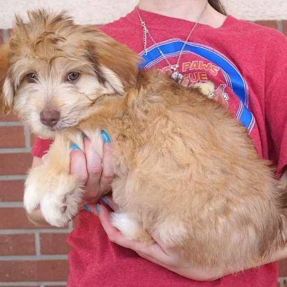 Benji thumbnail 2