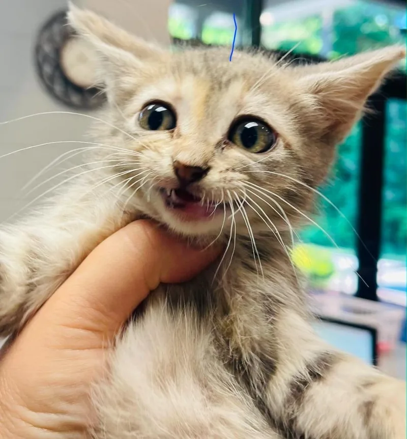 A baby small-sized female Domestic Short Hair cat named Margo for adoption in Henderson, NC