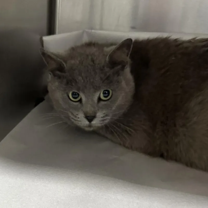 An adult small-sized female Gray / Blue / Silver Domestic Short Hair cat named Maize for adoption in Corbin, KY