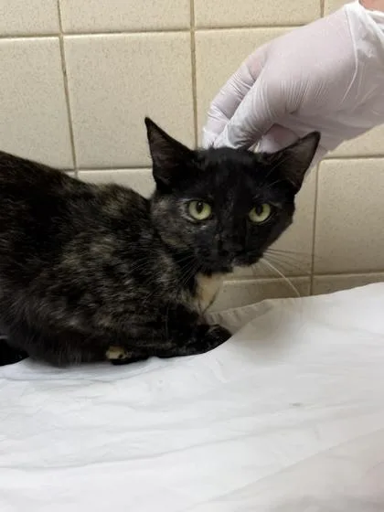 An adult medium-sized female Domestic Short Hair cat named Tiffany for adoption in San Antonio, TX