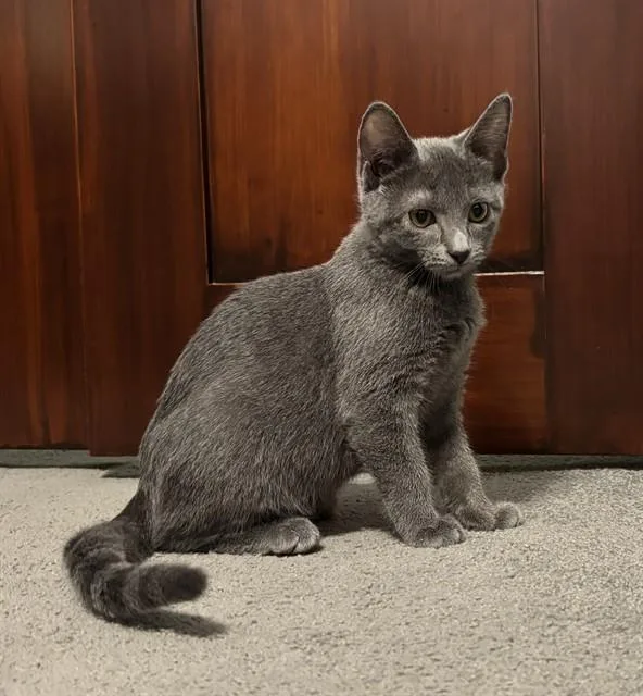 A baby small-sized female Domestic Short Hair cat named Olivetti for adoption in Louisville, KY