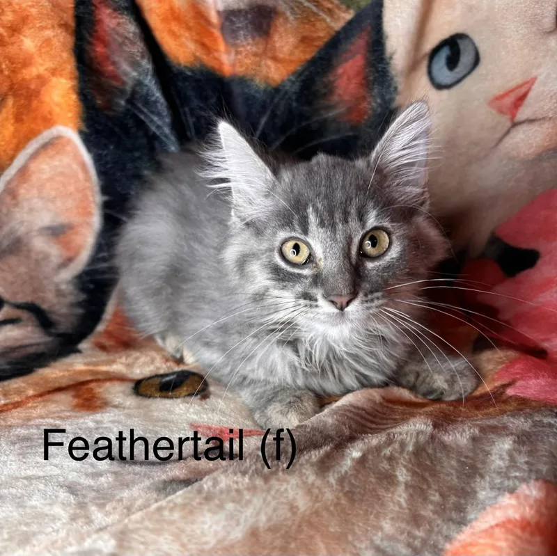 Feathertail