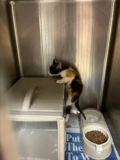 A baby small-sized female Domestic Short Hair cat named A for adoption in Texas City, TX