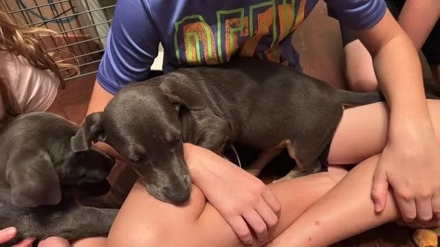 A baby medium-sized female Labrador Retriever dog named Snickers Grey for adoption in Jacksonville, NC
