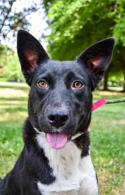 An adult medium-sized female Siberian Husky dog named Mable for adoption in Yakima, WA