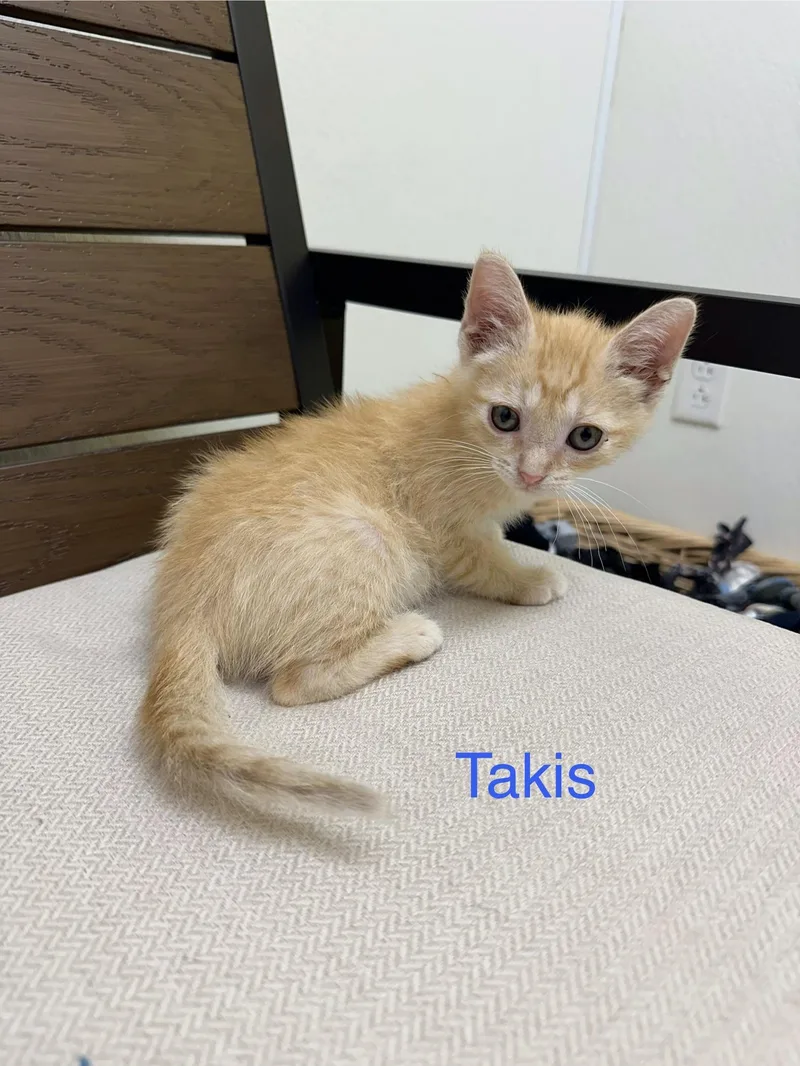 Takis thumbnail 3