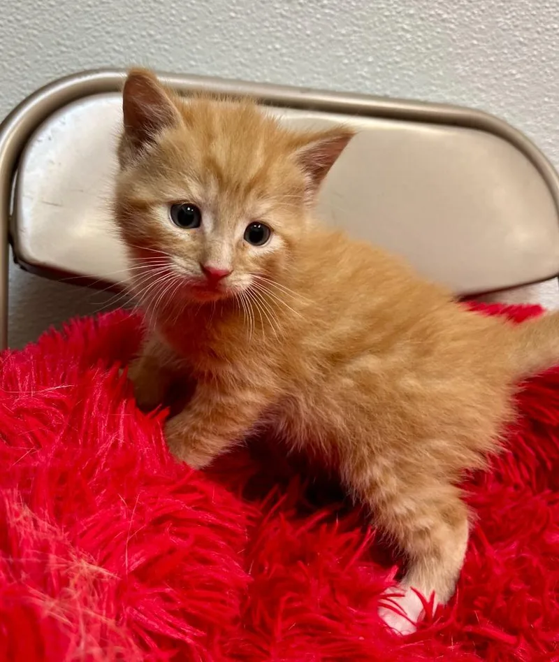 A baby small-sized male Domestic Short Hair cat named Zoshi for adoption in Clinton, SC