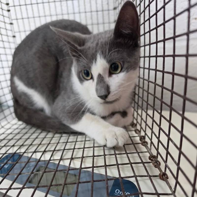 An adult medium-sized male Gray / Blue / Silver Domestic Short Hair cat named Choi for adoption in Edinburg, TX