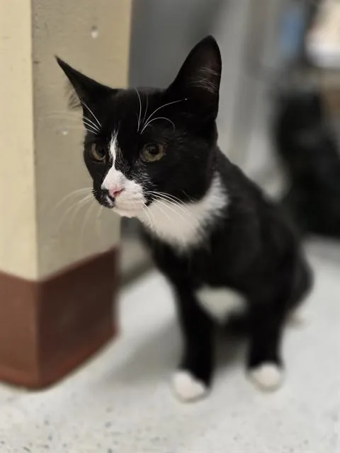 A young small-sized male Domestic Short Hair cat named August for adoption in Aliquippa, PA