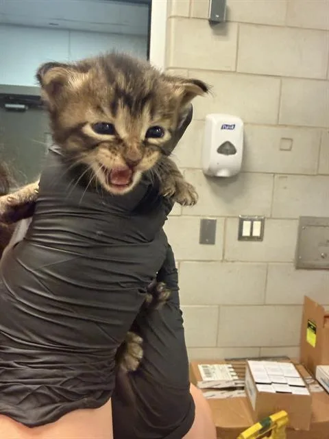 A baby small-sized male Domestic Short Hair cat named Bruce for adoption in Dallas, TX