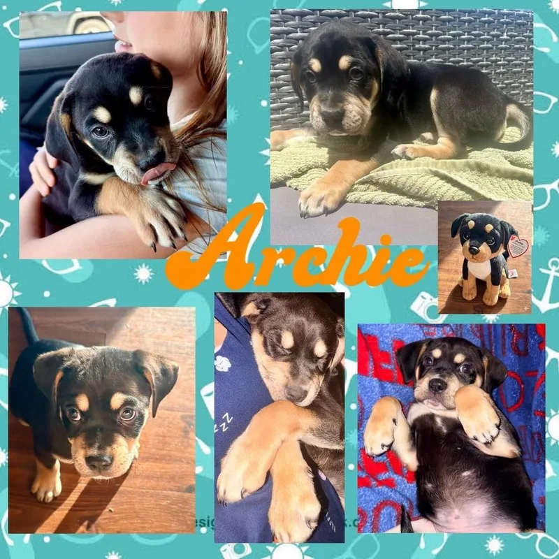 Archie thumbnail 3