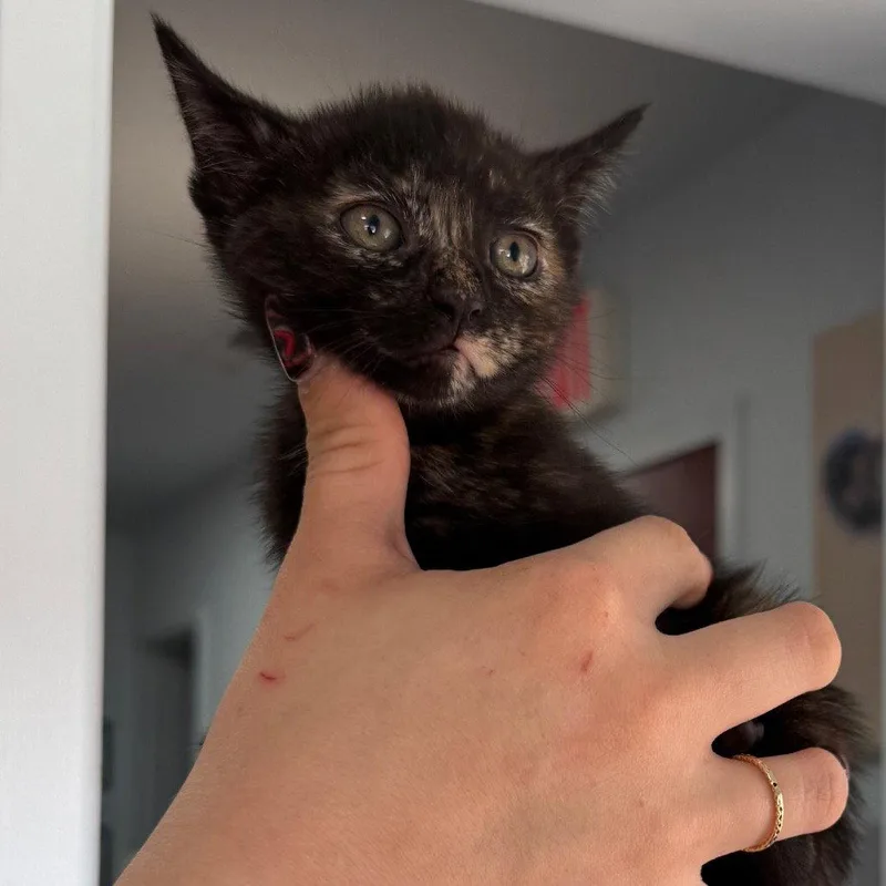 A baby small-sized female Domestic Short Hair cat named Alex for adoption in Chico, CA