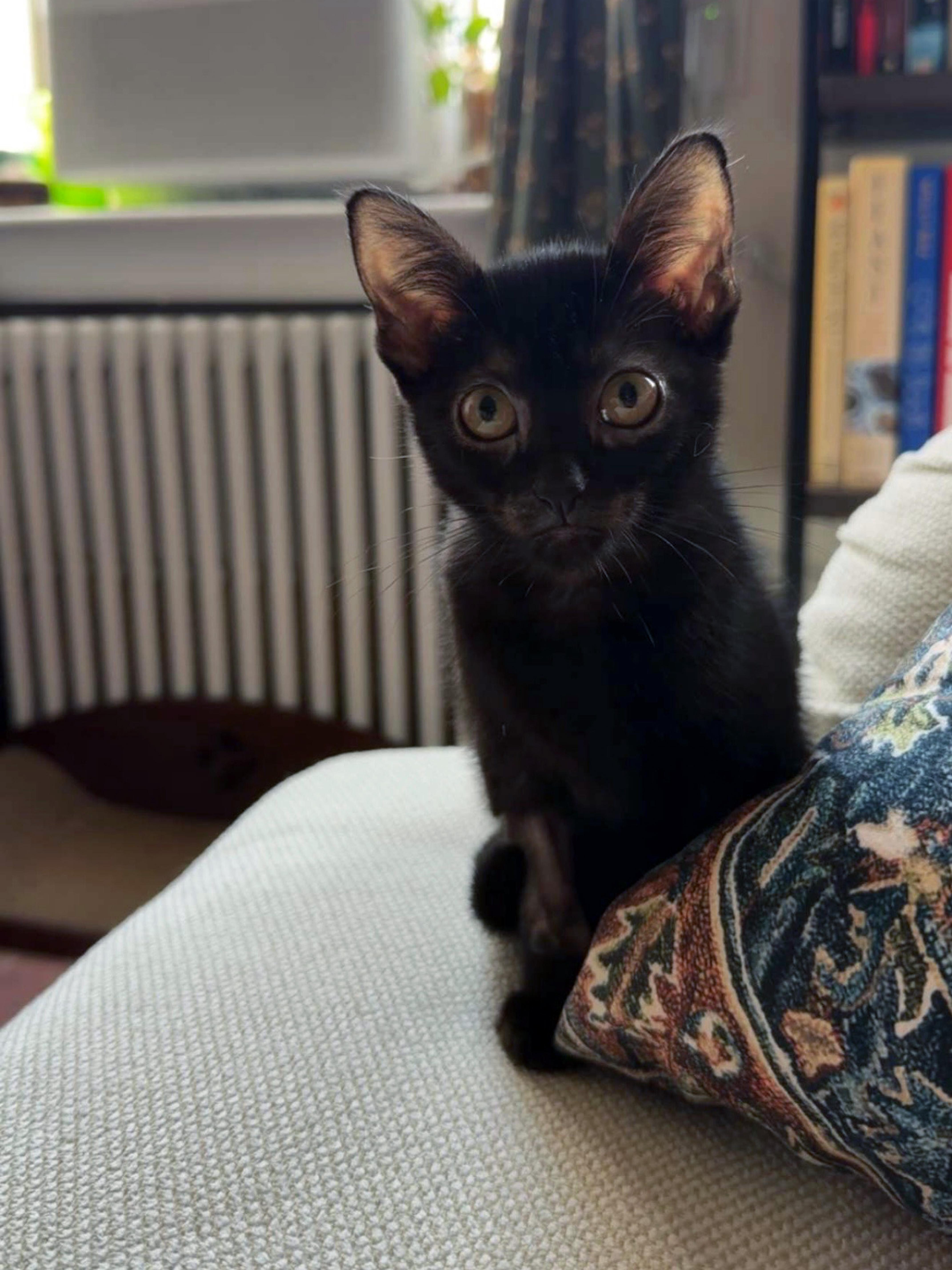 A baby small-sized female Black American Shorthair cat named Neptune & Pluto for adoption in New York, NY
