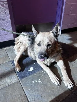 A senior large-sized male Black Mixed Breed dog named Hyde for adoption in El Paso, TX