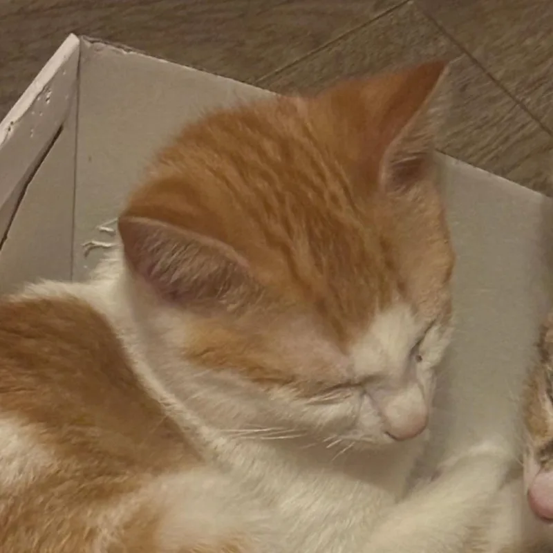 Ricky thumbnail 4