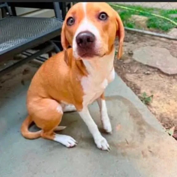 An adult medium-sized female Yellow / Tan / Blond / Fawn Beagle dog named Ladybug for adoption in Rockville, MD
