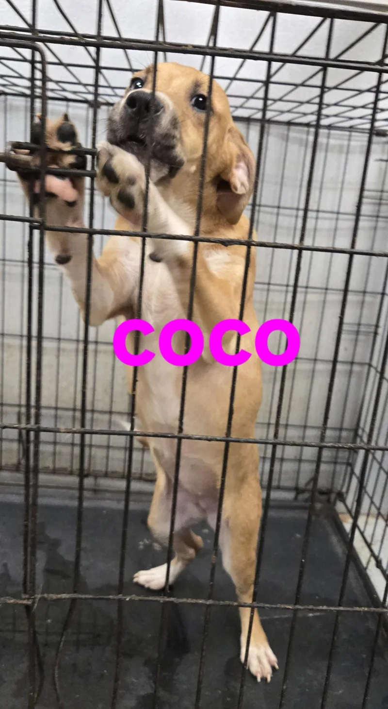 A young medium-sized female Pit Bull Terrier dog named Coco for adoption in Jackson, MS