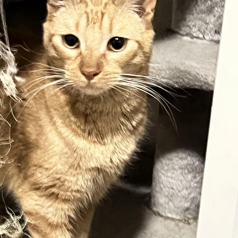 A young medium-sized male Orange & White Domestic Short Hair cat named Peanut for adoption in Mesa, AZ