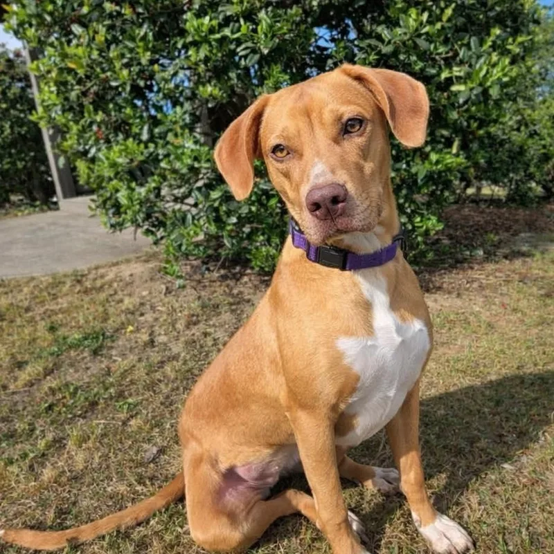 A baby medium-sized female Red / Chestnut / Orange Mixed Breed dog named Toffee for adoption in Evans, GA