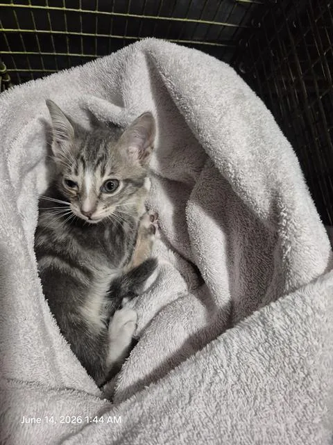 A baby small-sized male Domestic Medium Hair cat named Emerson for adoption in San Antonio, TX