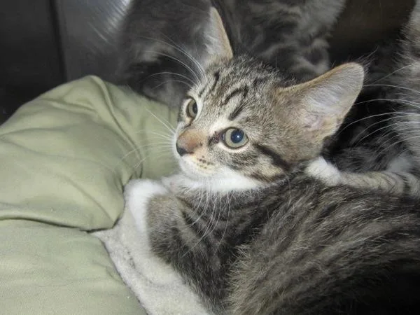 Grizelda thumbnail 2