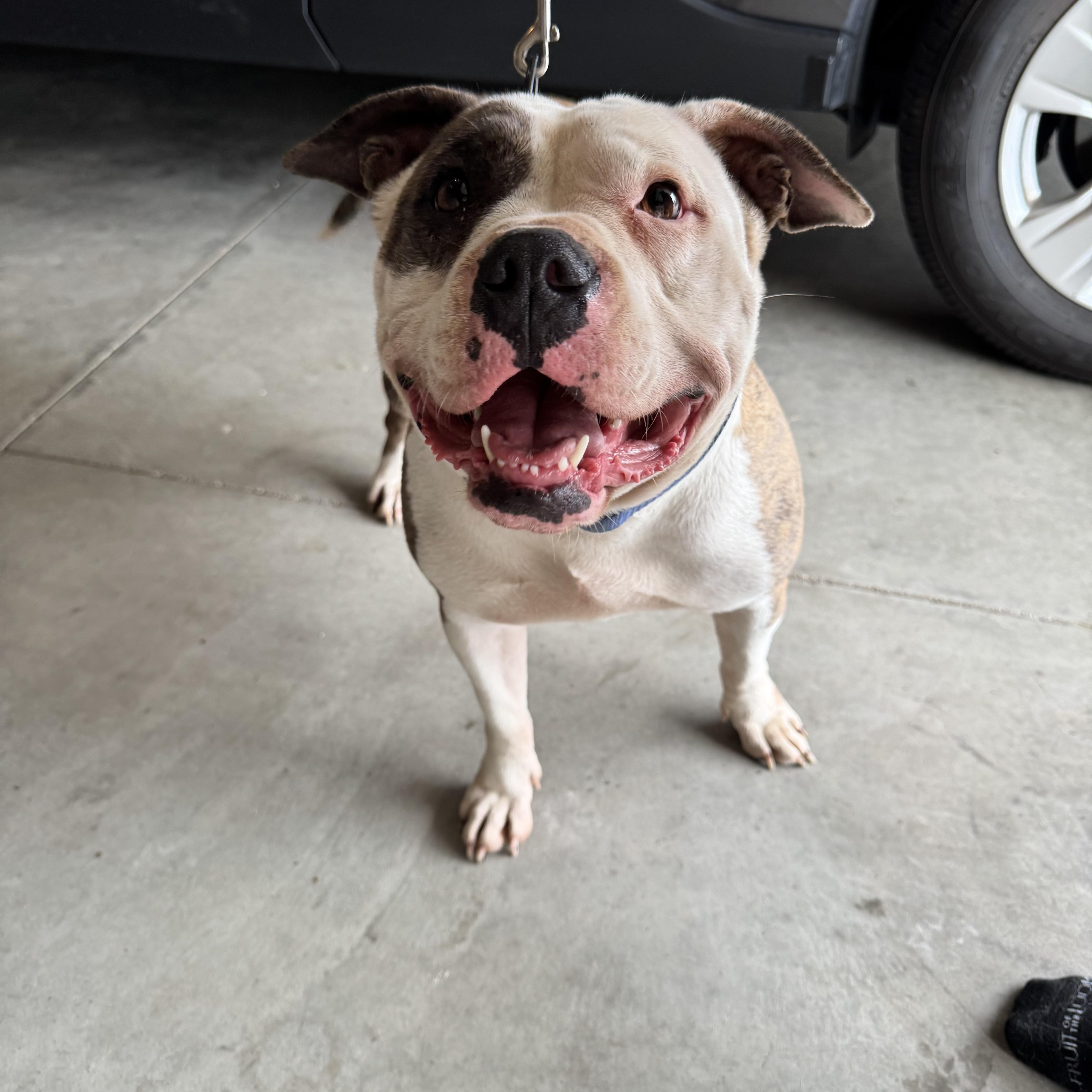 An adult large-sized female White / Cream American Bulldog dog named Pepper for adoption in Springfield, MO