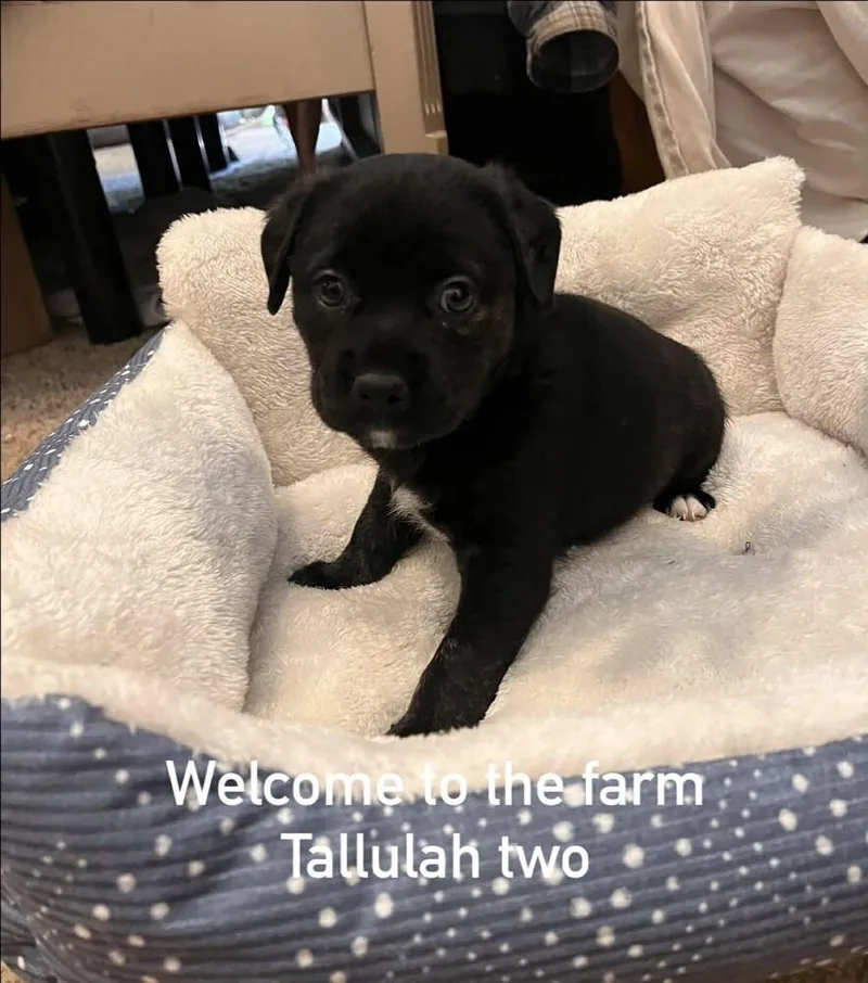 Tallulah Two thumbnail 2