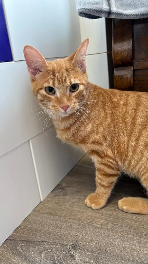 A baby medium-sized male Domestic Short Hair cat named Ace for adoption in Lewisville, TX