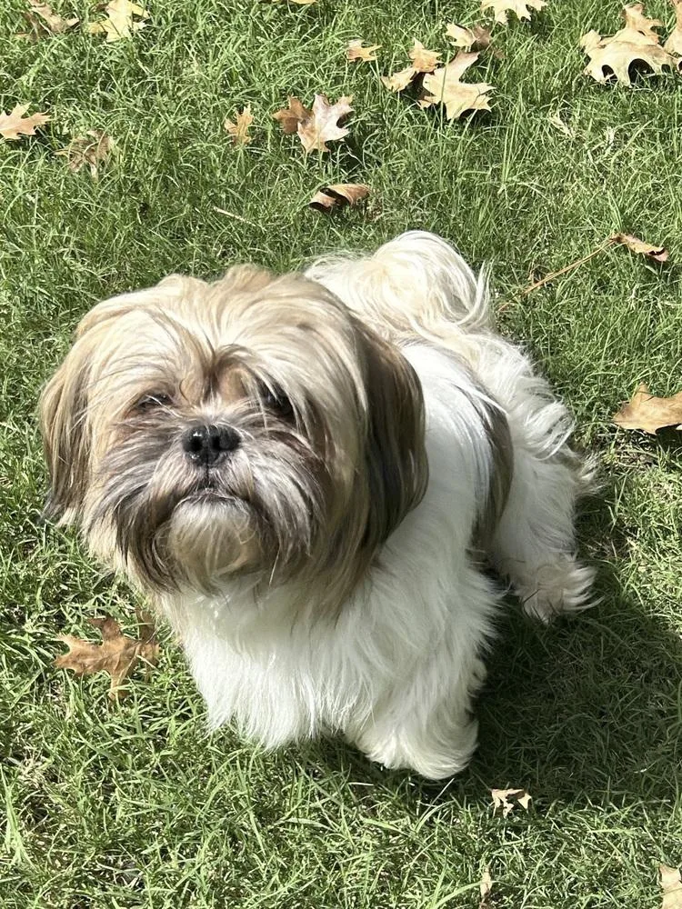 An adult small-sized male Shih Tzu dog named Winston for adoption in Tulsa, OK