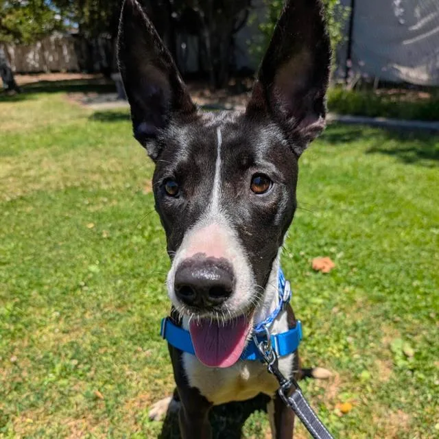 A young medium-sized female Australian Cattle Dog / Blue Heeler dog named Daphne for adoption in Alameda, CA