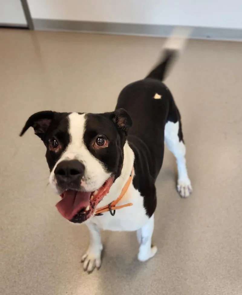 Shatter